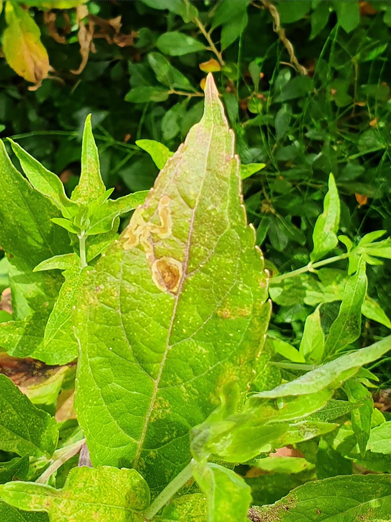 A pale winding mine through a green leaf.