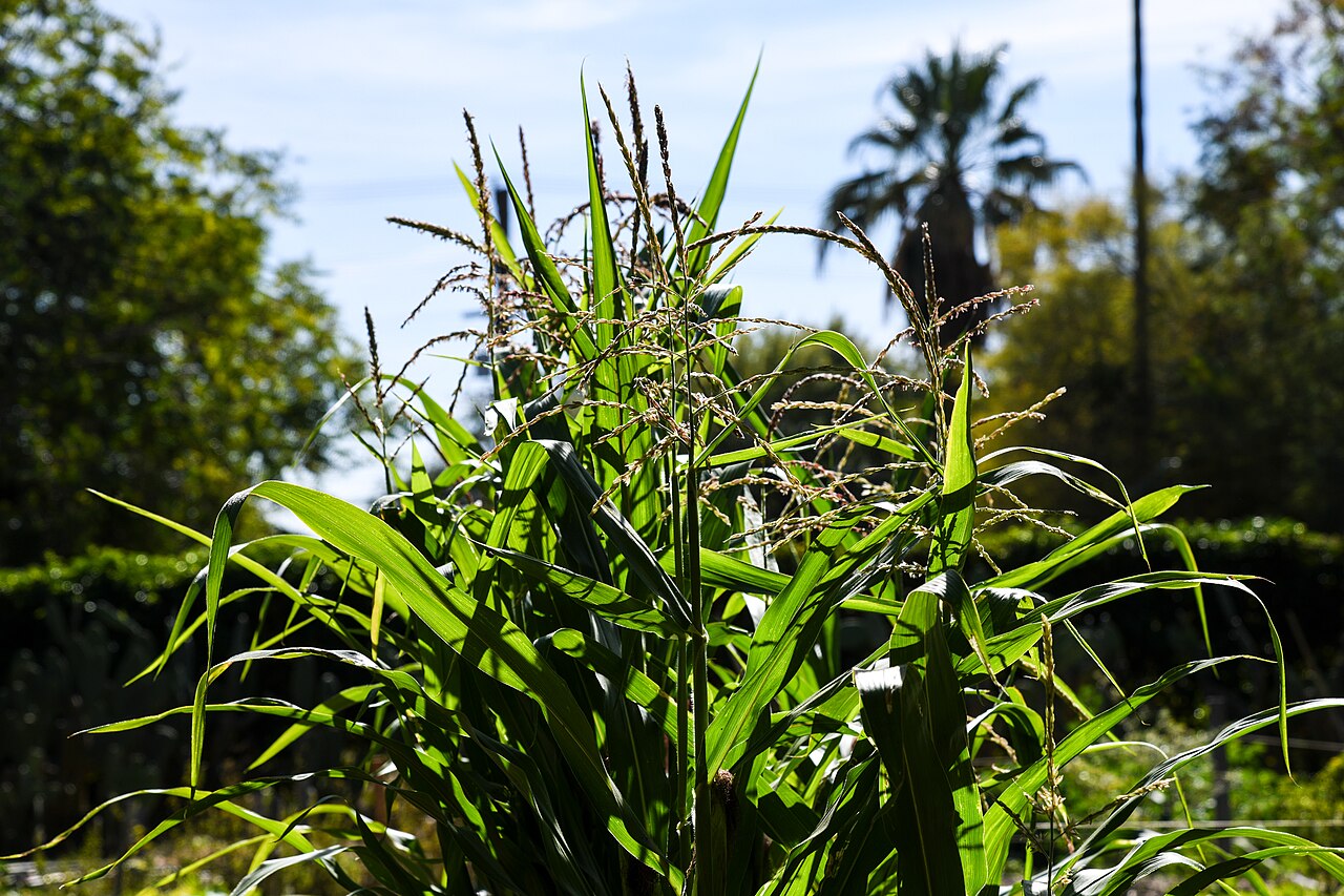 Mixed food crops growing in a community garden.