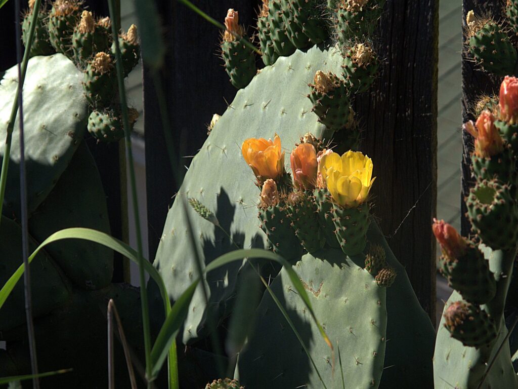 Green Opuntia cactus pads