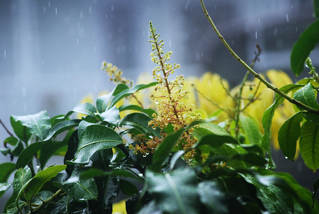 Flowering mango branches against a grey sky.