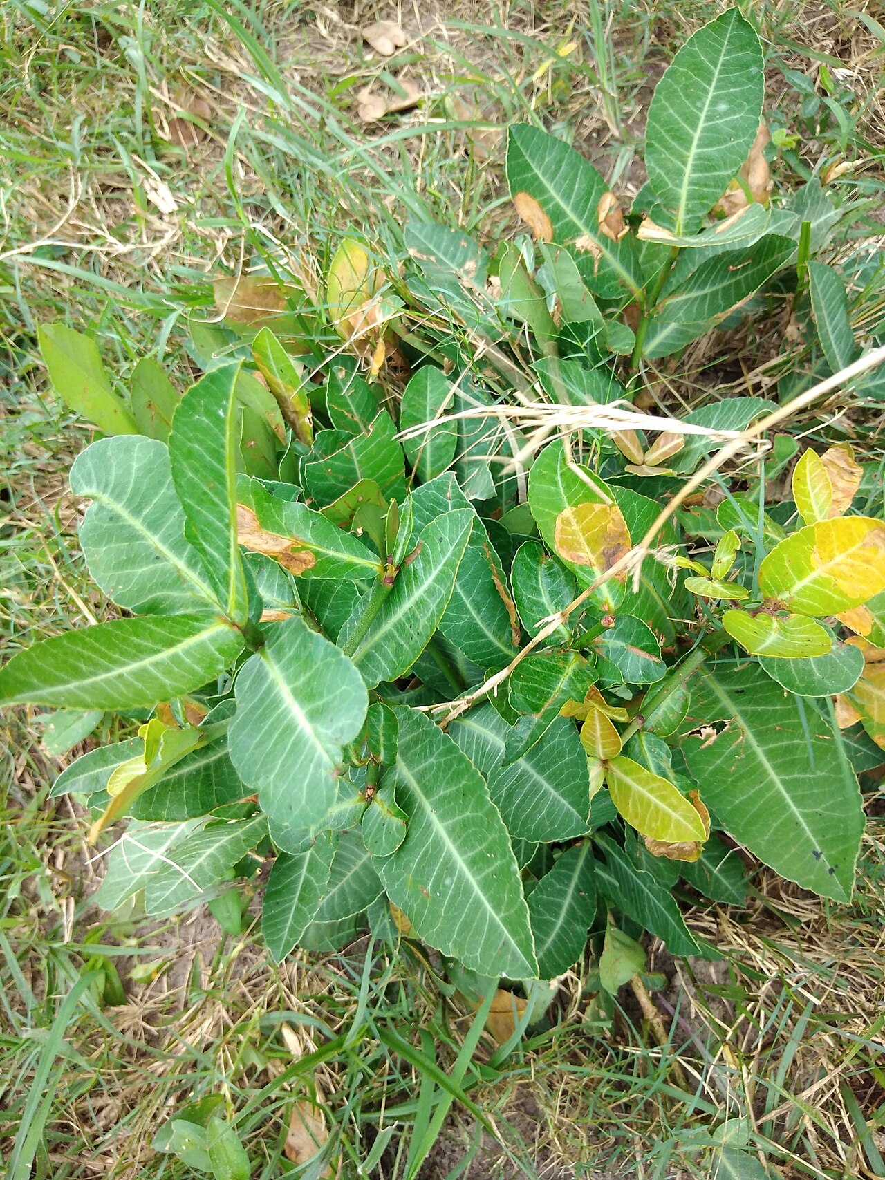 Small orange African-mangosteen fruit on a green-leaved branch.