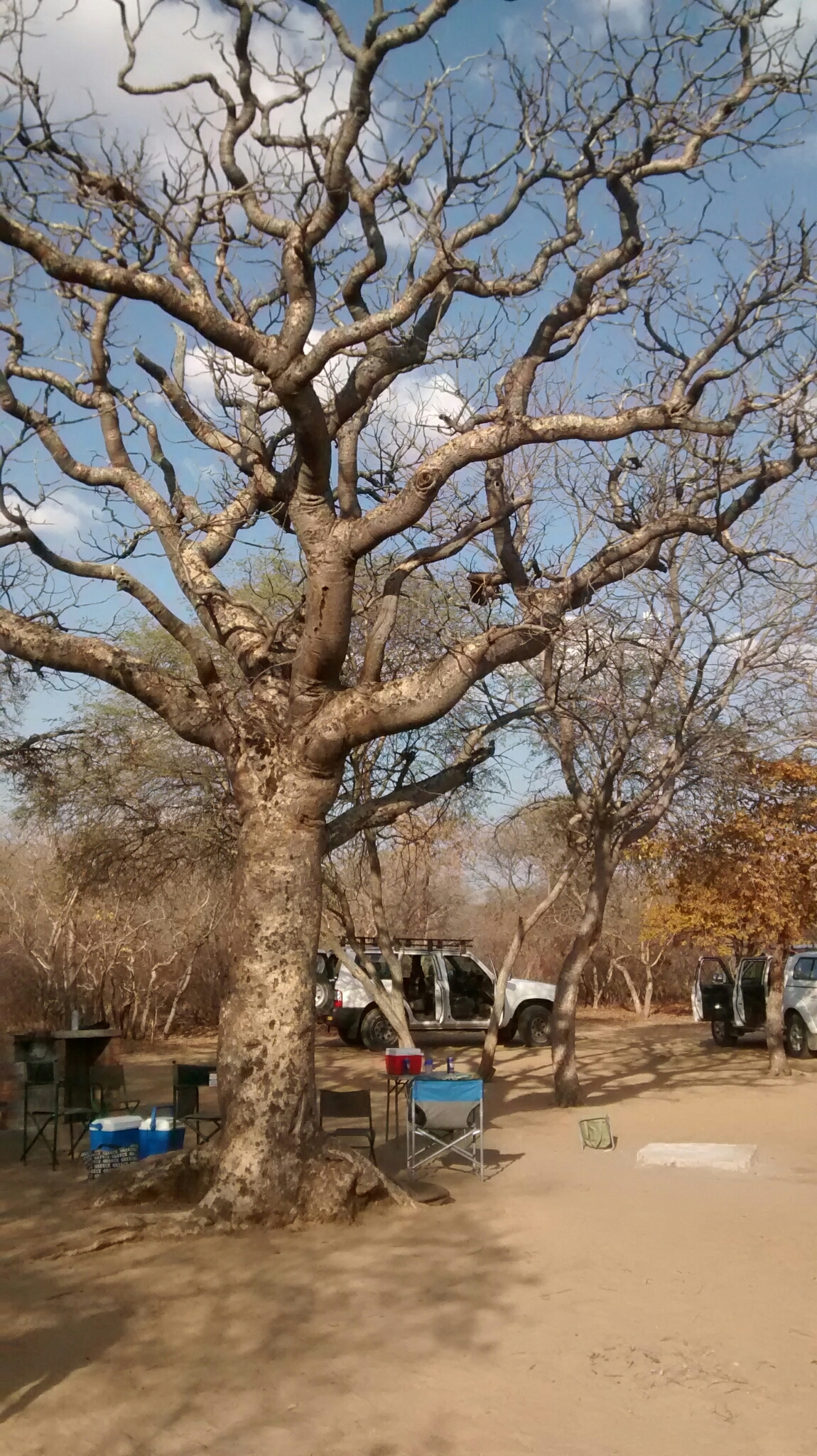 A broad-crowned manketti tree in open vegetation.