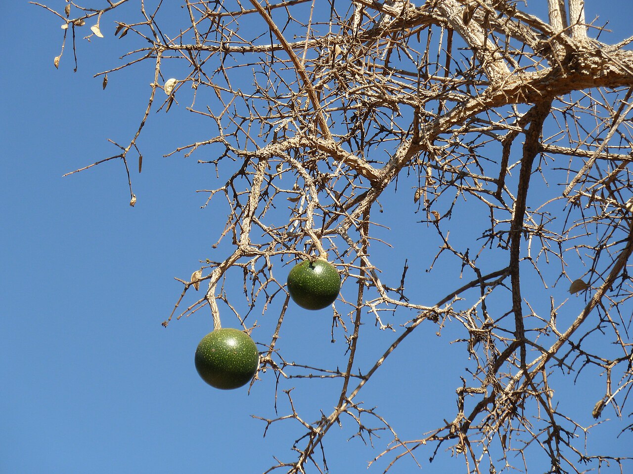 Round, hard-shelled monkey-orange fruit among green leaves.