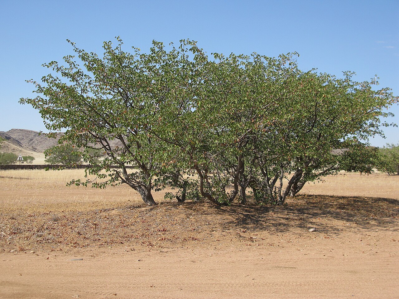 A multi-stemmed mopane tree in a dry landscape.