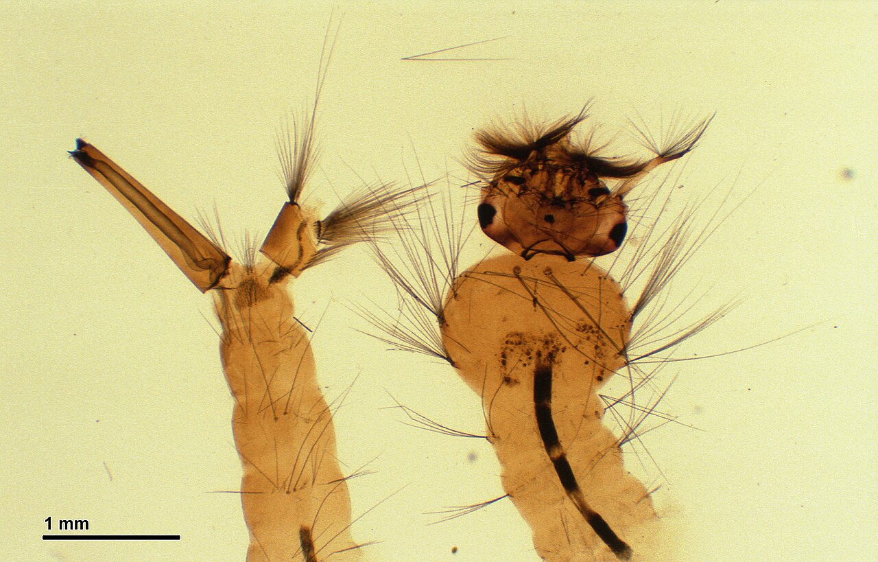 A magnified prepared mosquito larva.