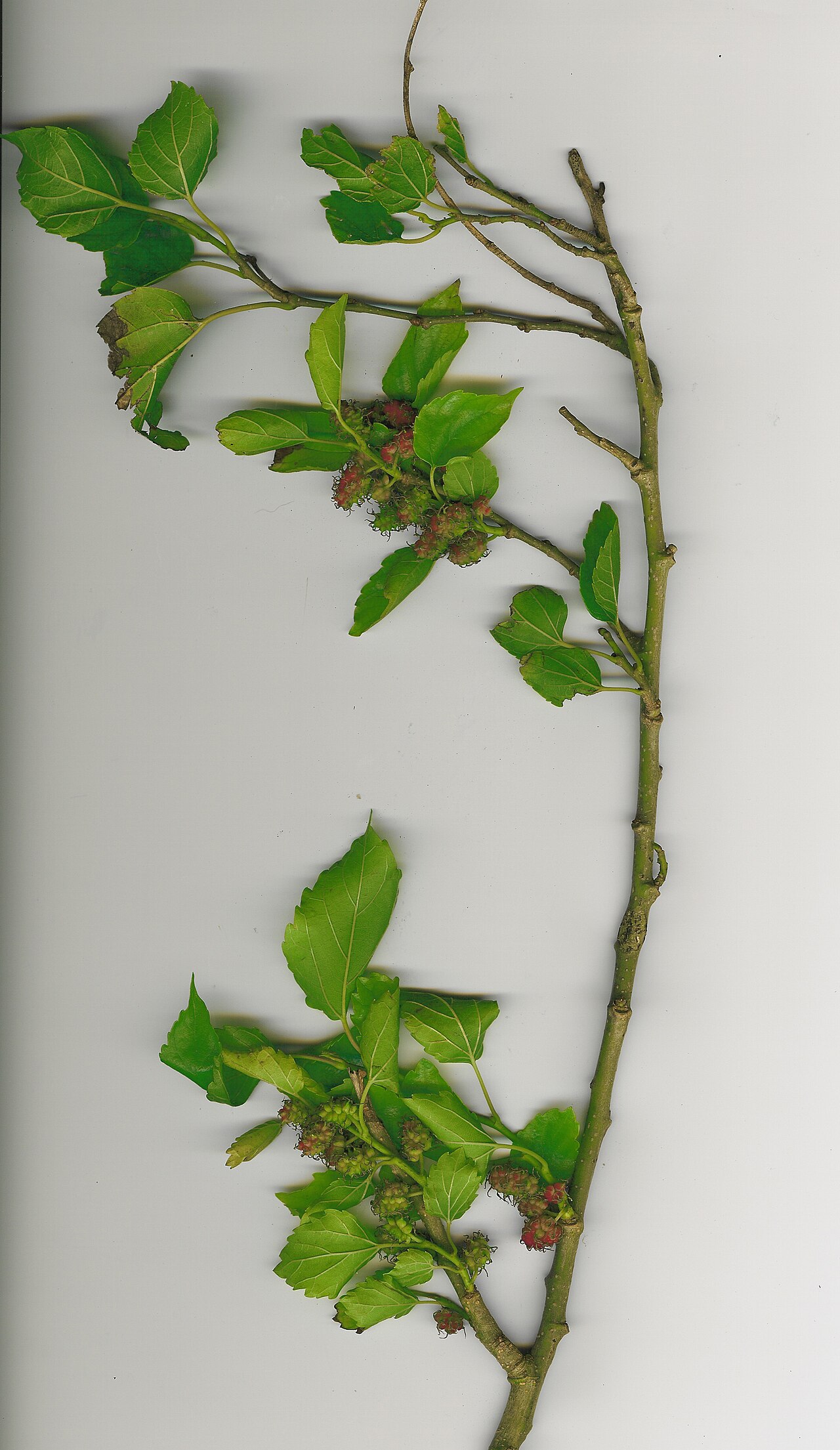 A mulberry branch with fresh green leaves.