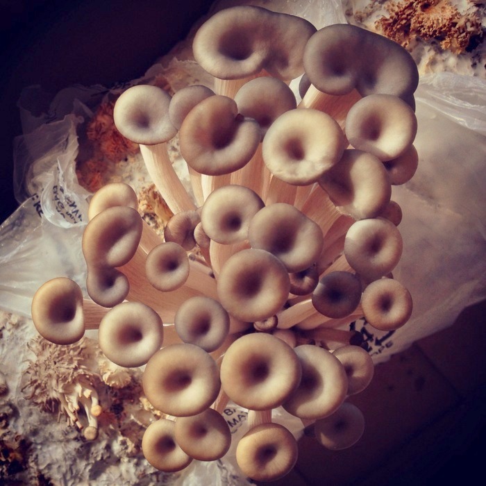 Cluster of cultivated mushrooms emerging from substrate.