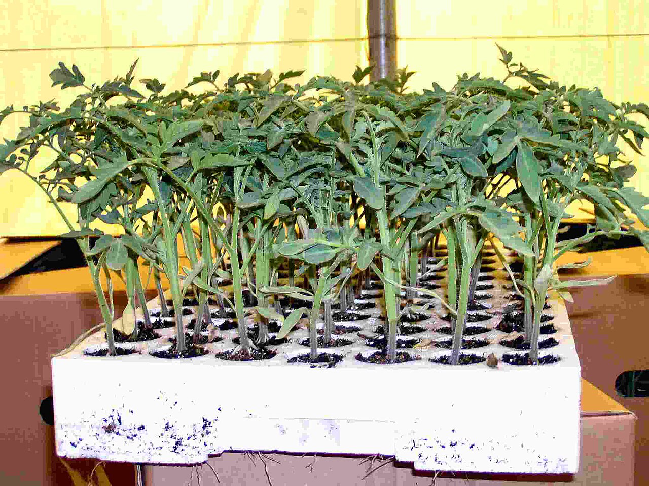 Rows of seedlings in a cellular nursery tray.