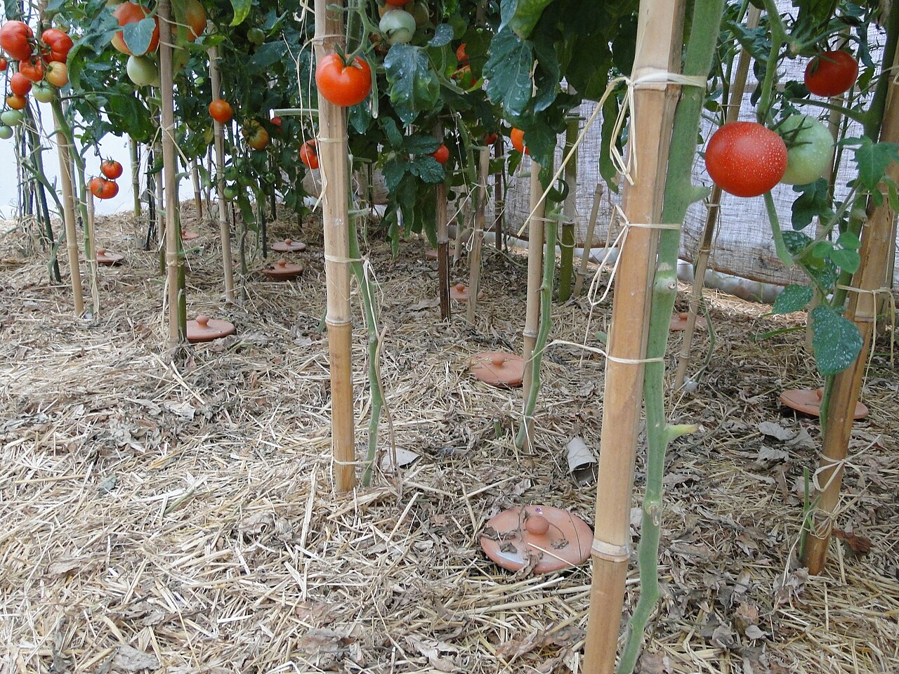Clay irrigation pots positioned among tomato plants.