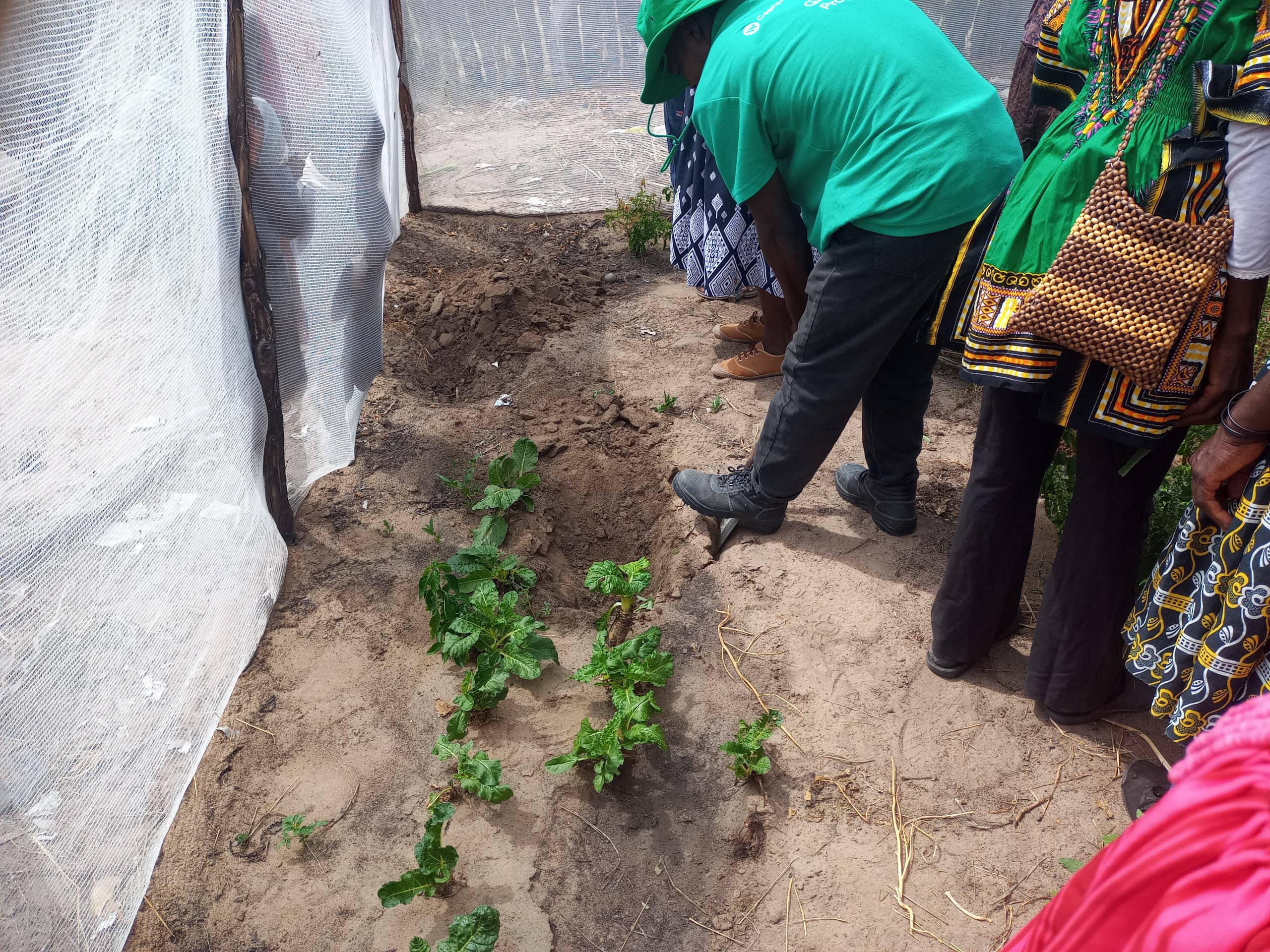People tending leafy vegetables inside a netted home garden in northern Namibia.