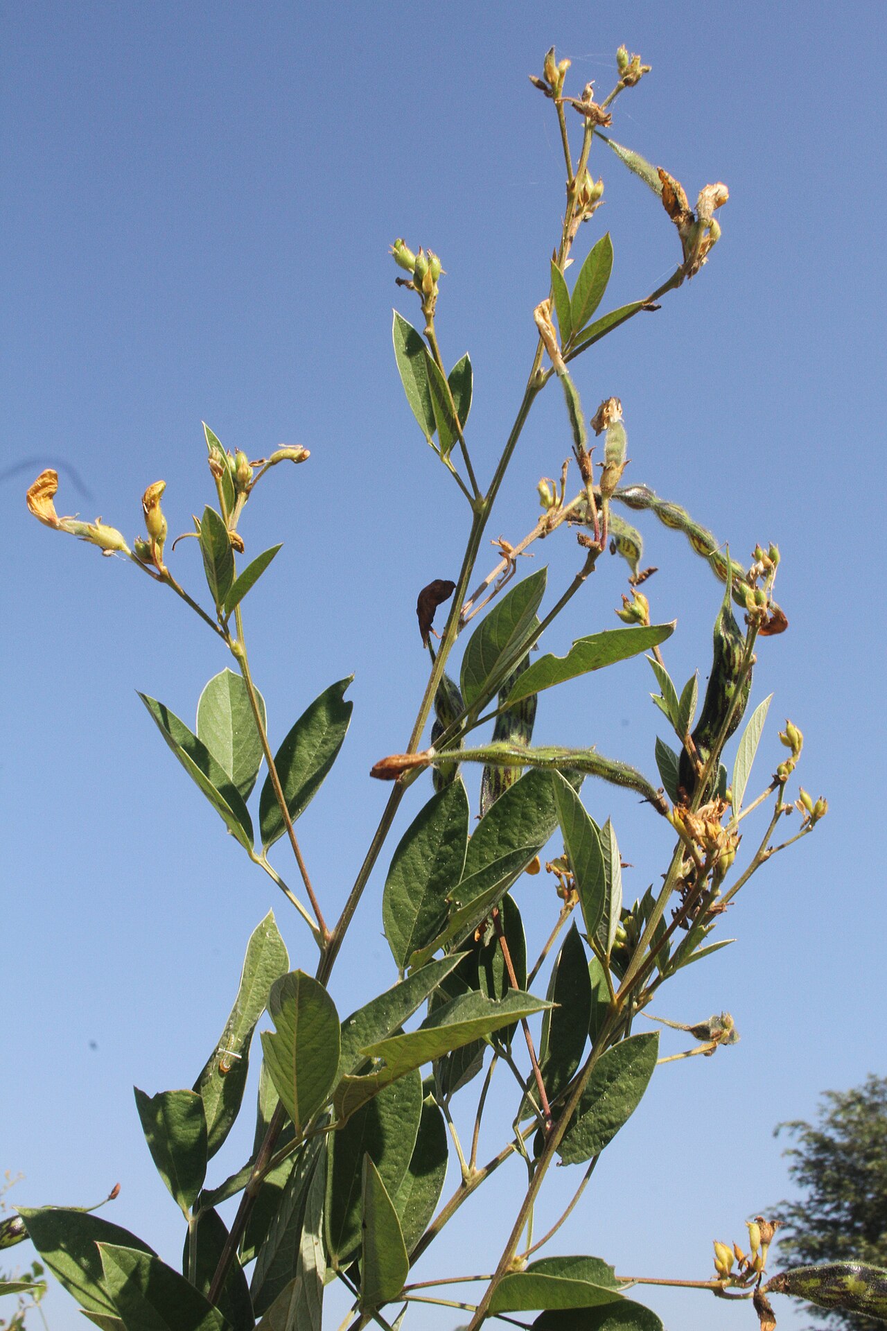 Pigeon-pea branches bearing leaves, flowers and pods.