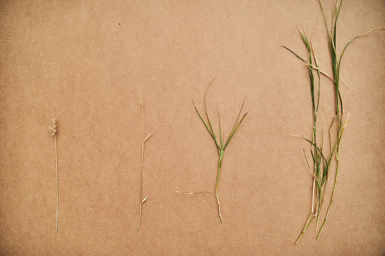 Two grass samples laid out against a plain background