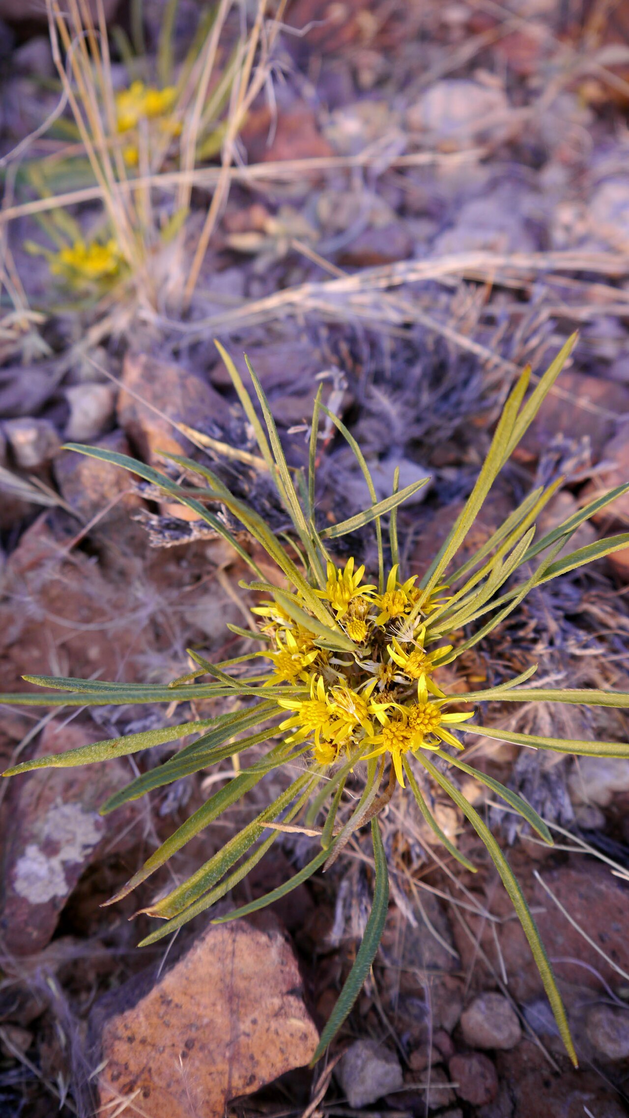 A low-growing Geigeria plant with small yellow flower heads.