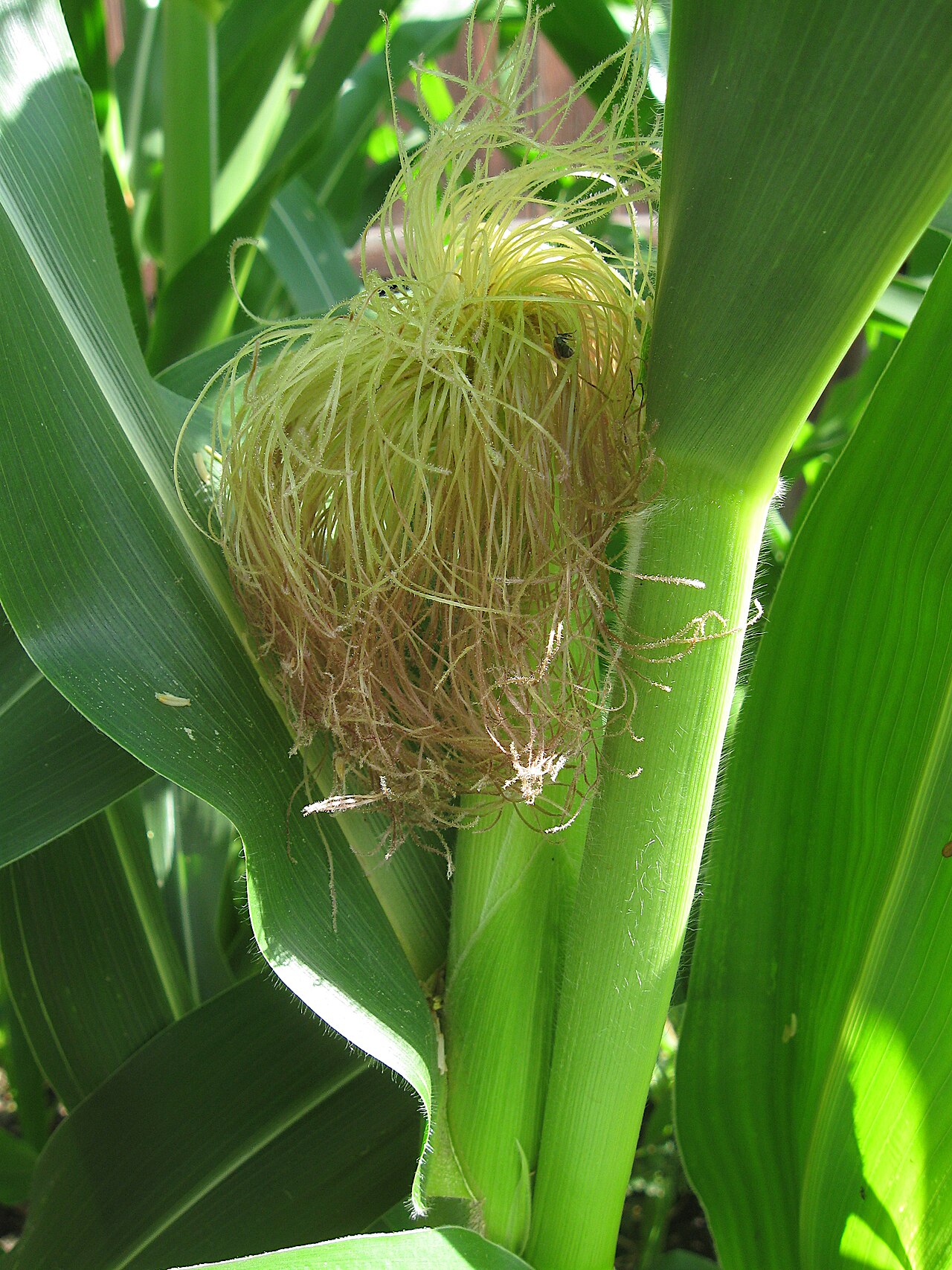 Long pale maize silks emerging from a green husk.
