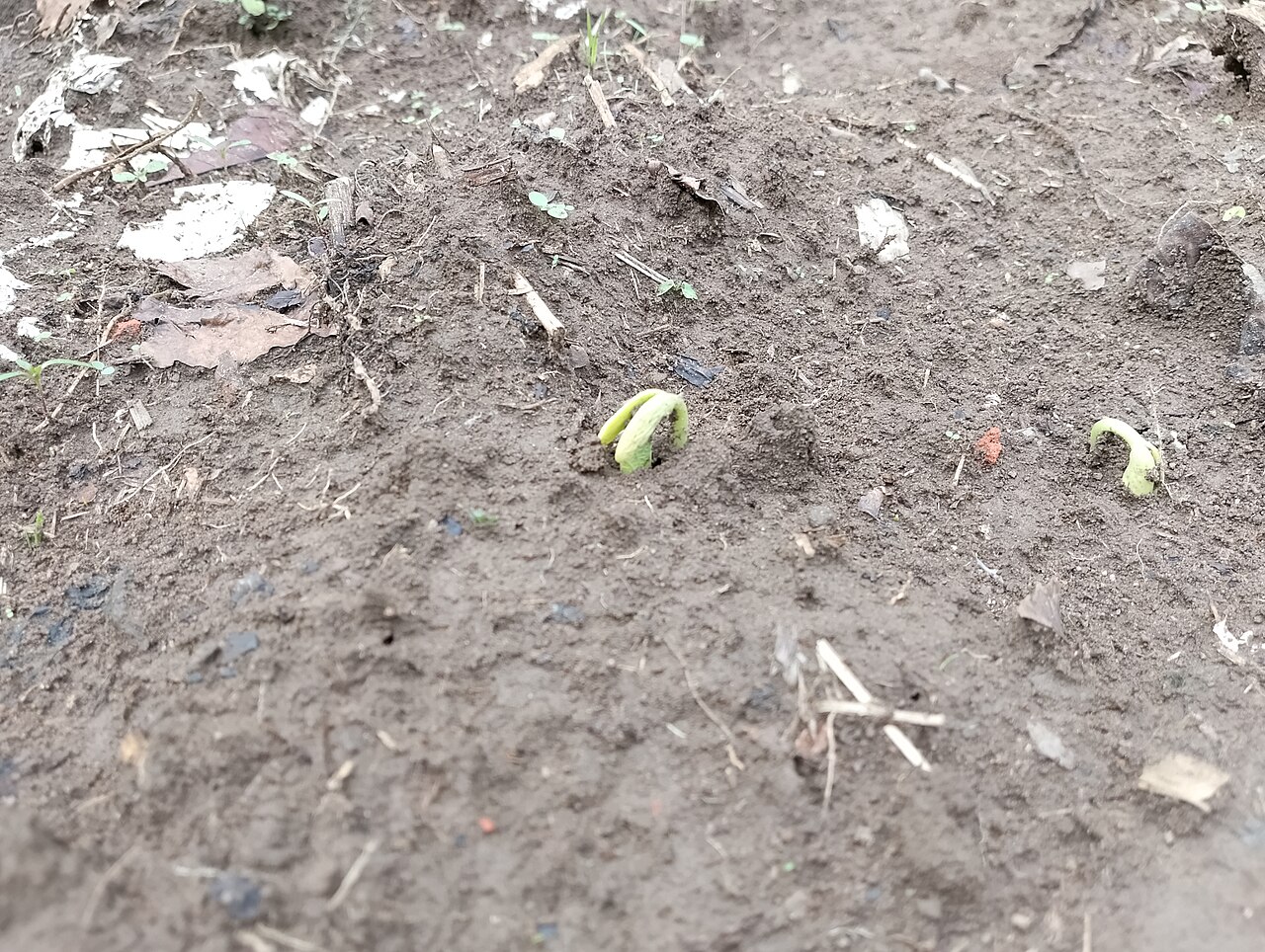 Young bean shoots emerging from bare soil.