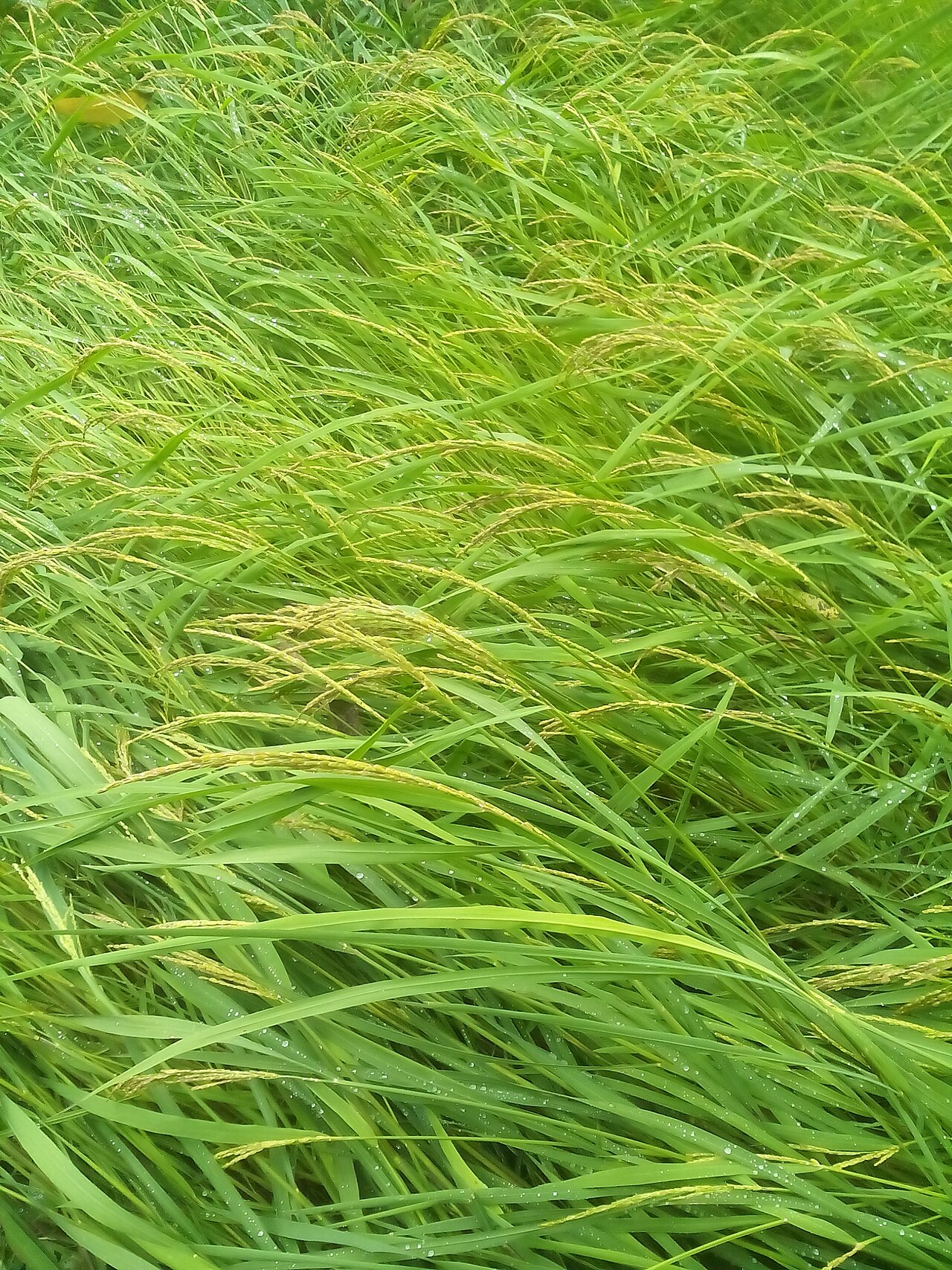 Green rice plants growing in a paddy landscape.