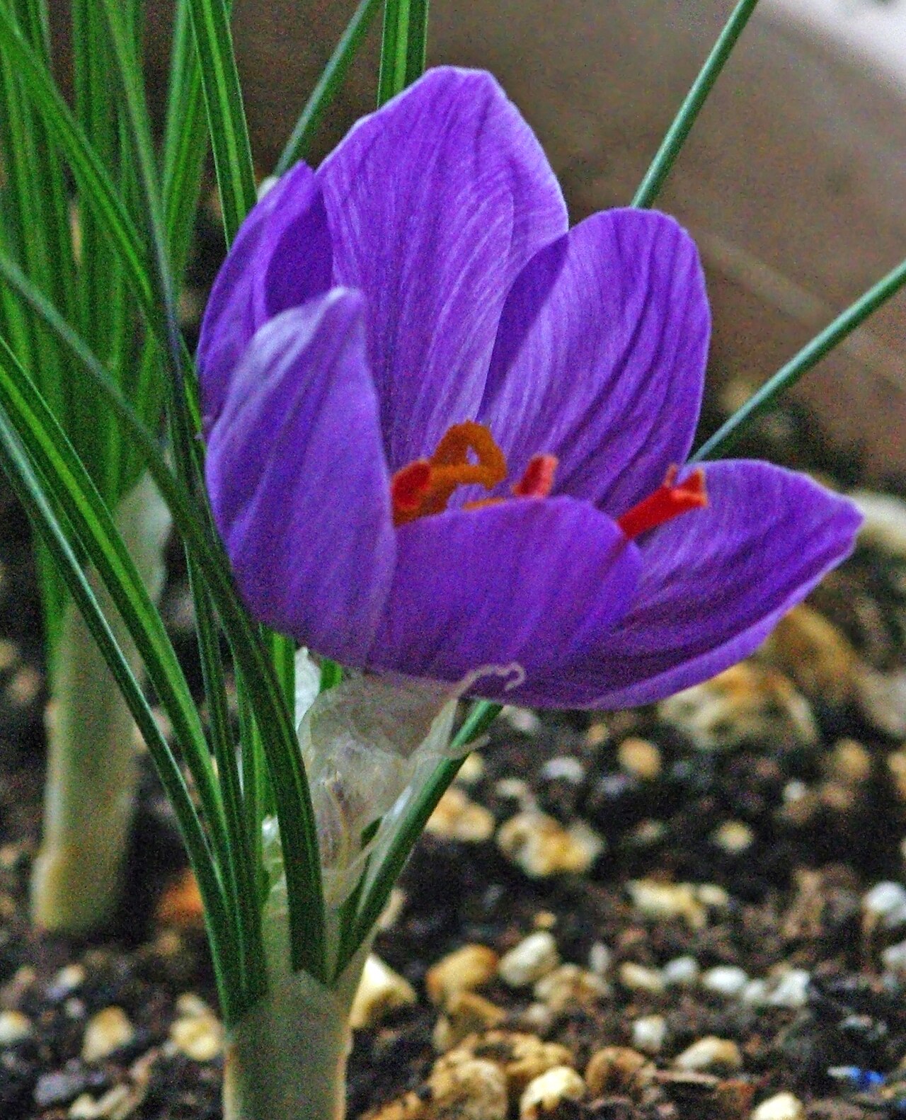 A purple saffron flower with red stigmas.