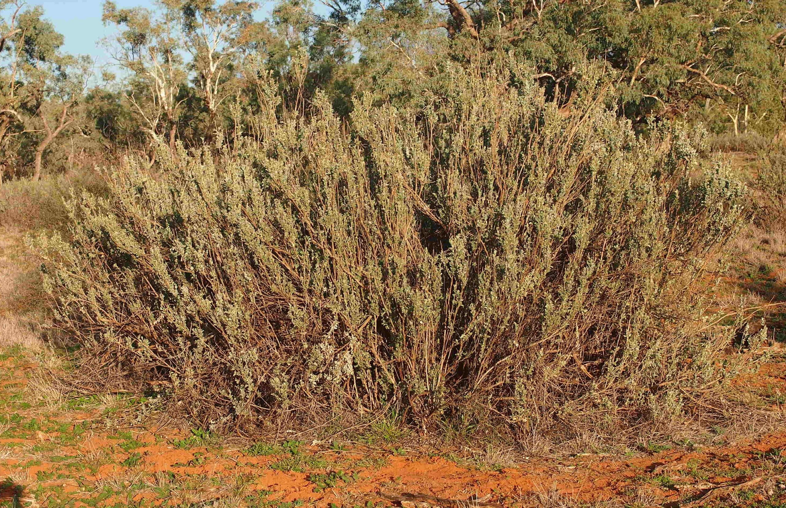 A rounded Atriplex nummularia shrub with grey-green leaves.