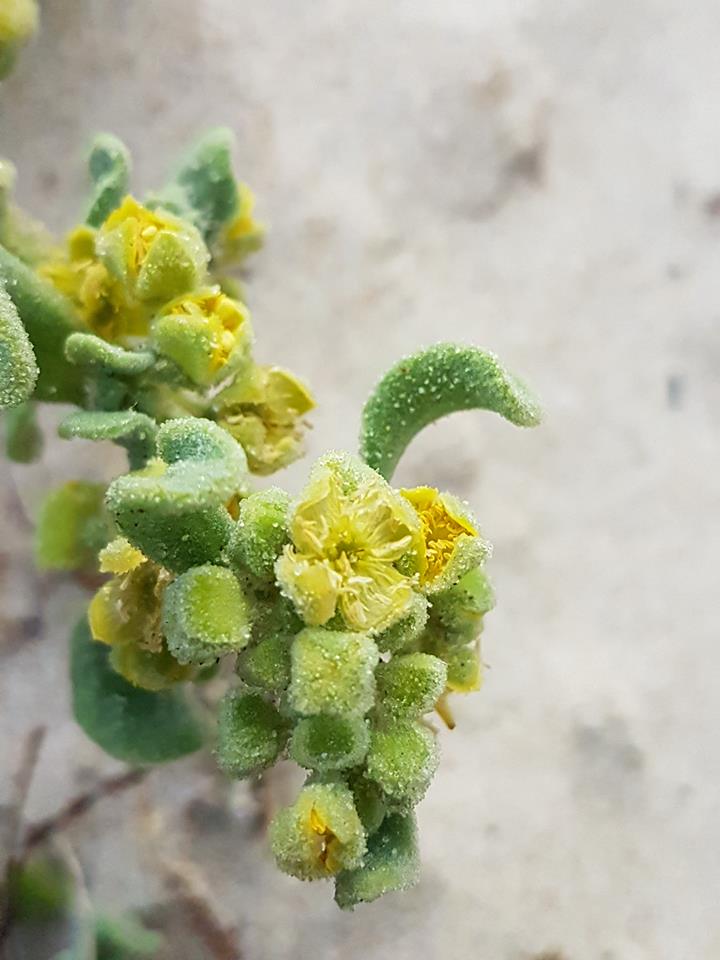 Close view of fleshy Tetragonia leaves and small yellow flowers.