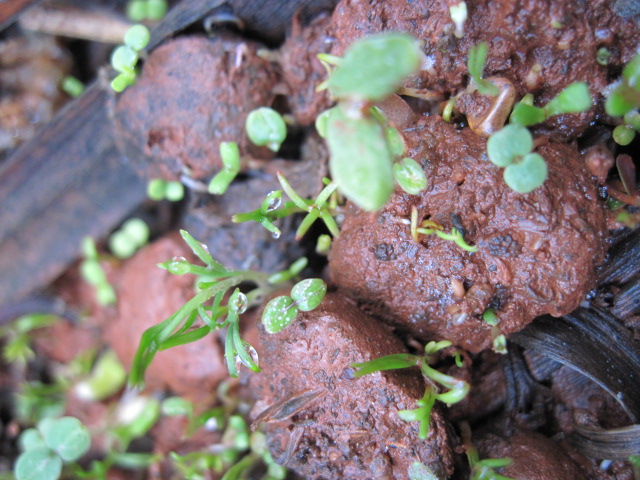 Seedlings emerging from a rounded seed ball.