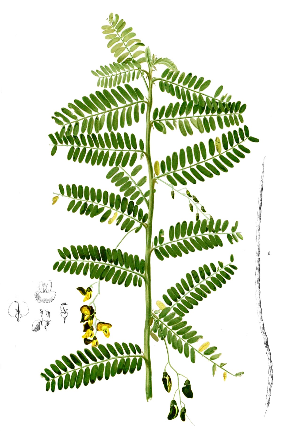 Botanical illustration showing Sesbania leaves, flowers and pods.