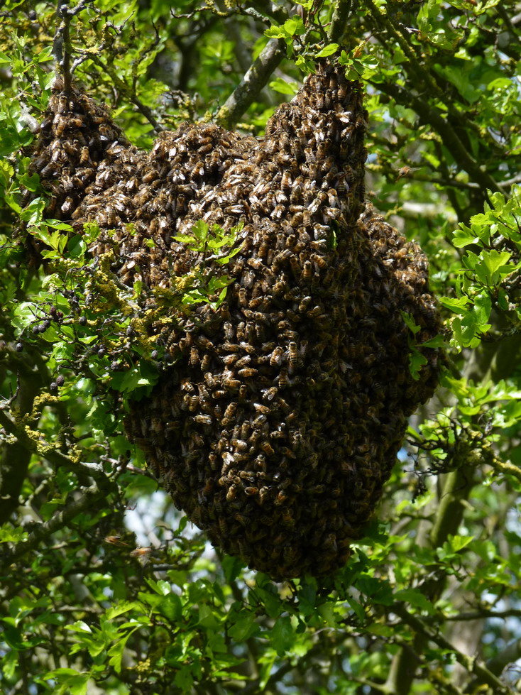 Dense bee swarm suspended among branches.
