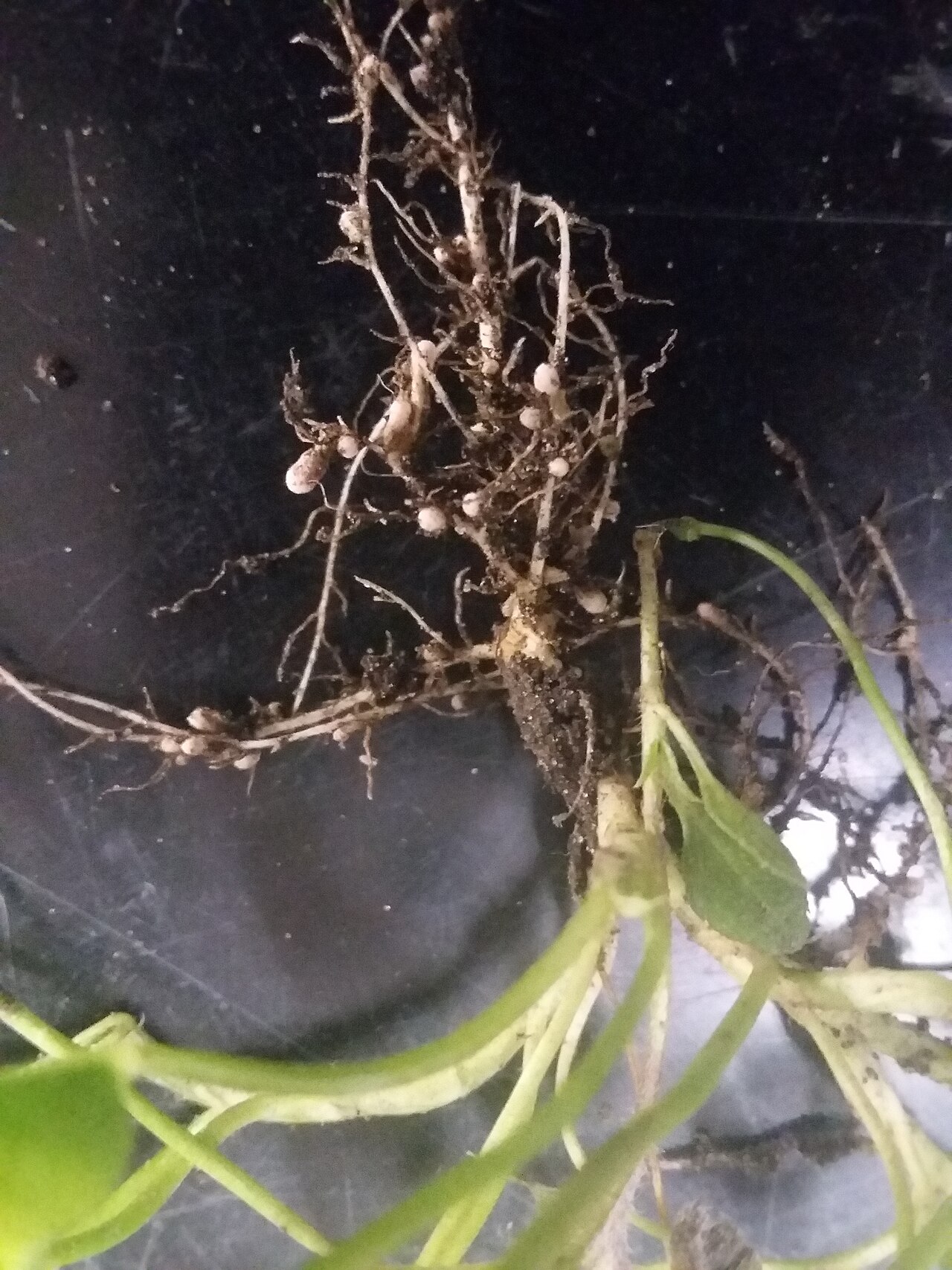 Small rounded nodules visible on branching clover roots