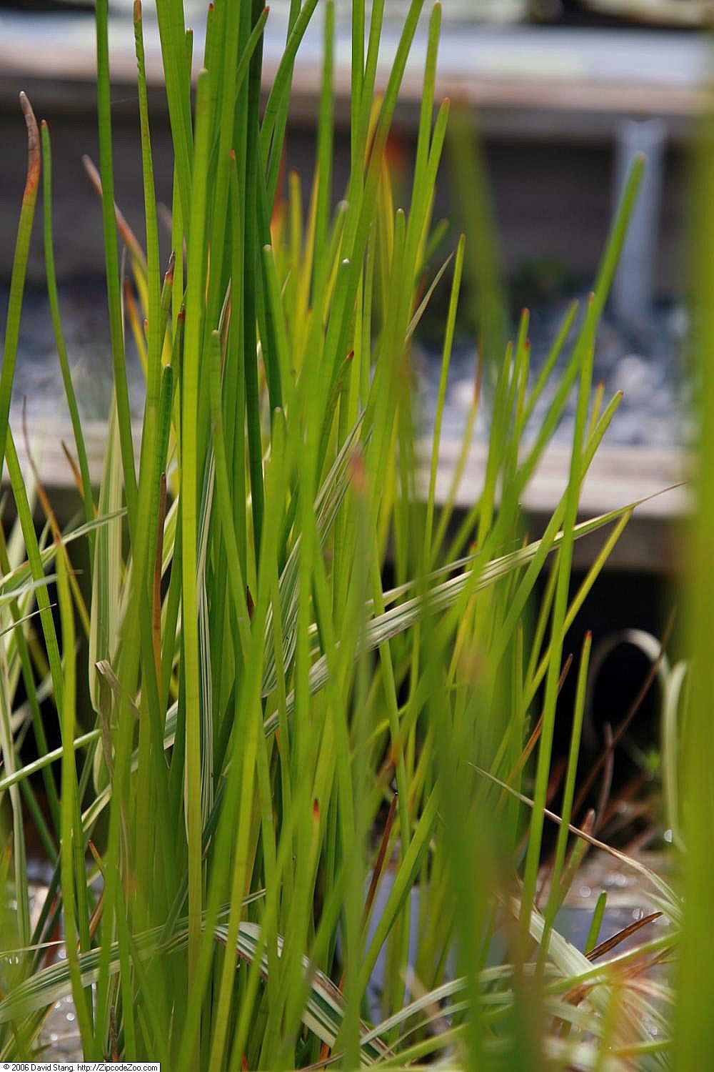Upright green stems of Chinese water chestnut.