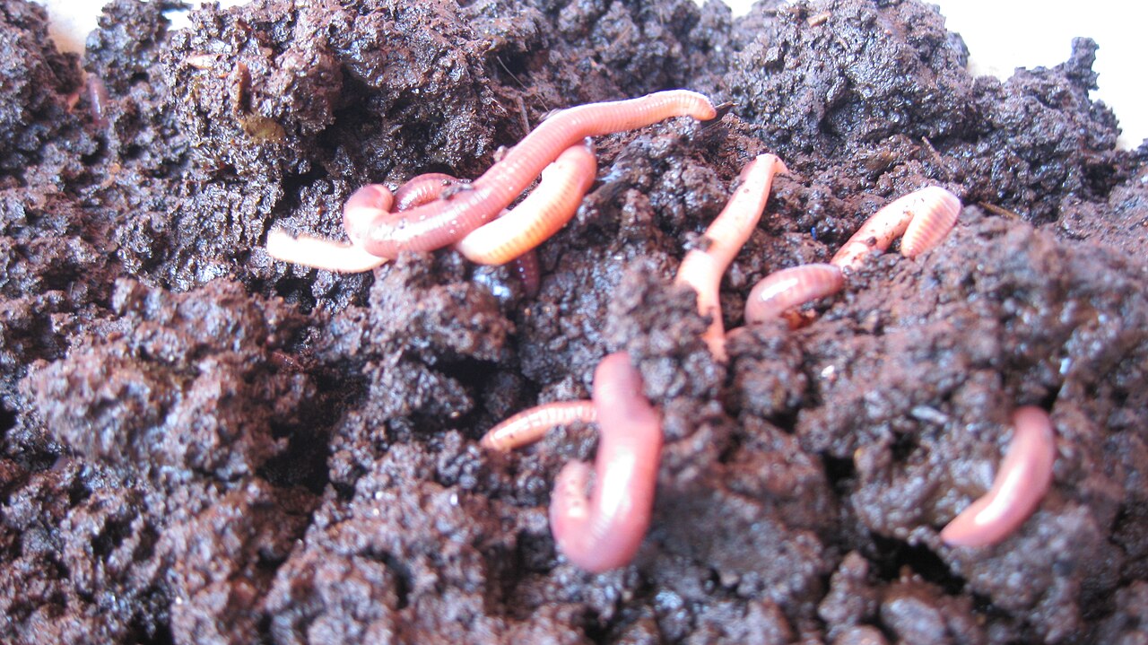 Worms in vermicomposting material.