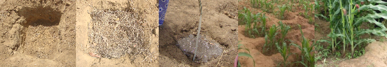 Three-part illustration of preparing and planting a zaï pit.
